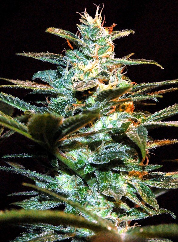 NYC DIESEL STRAIN - SeedySide