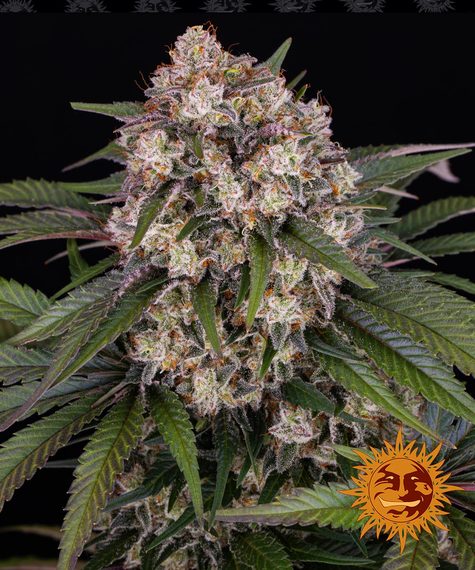 ROYAL QUEEN SEEDS fem