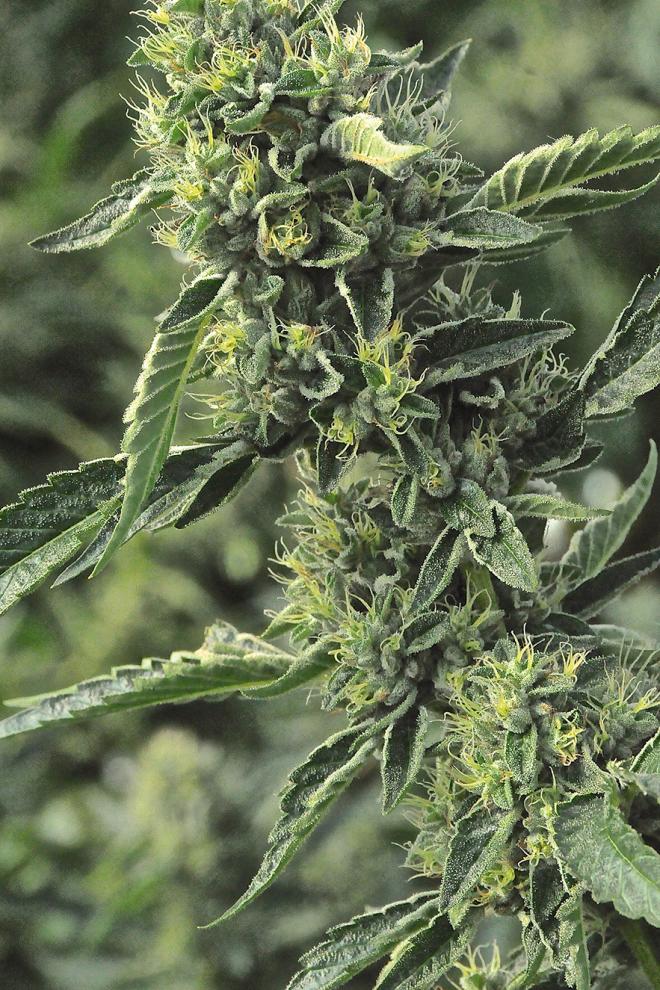 OG KUSH REGULAR STRAIN - SeedySide