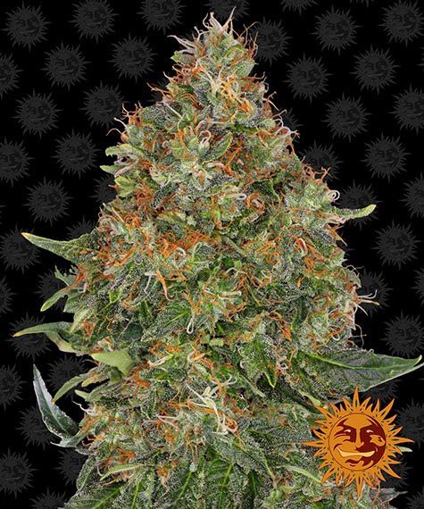PINEAPPLE EXPRESS AUTO STRAIN