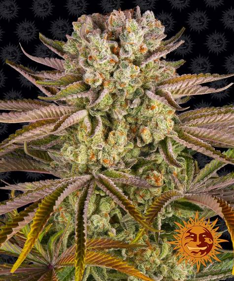 PINEAPPLE EXPRESS STRAIN