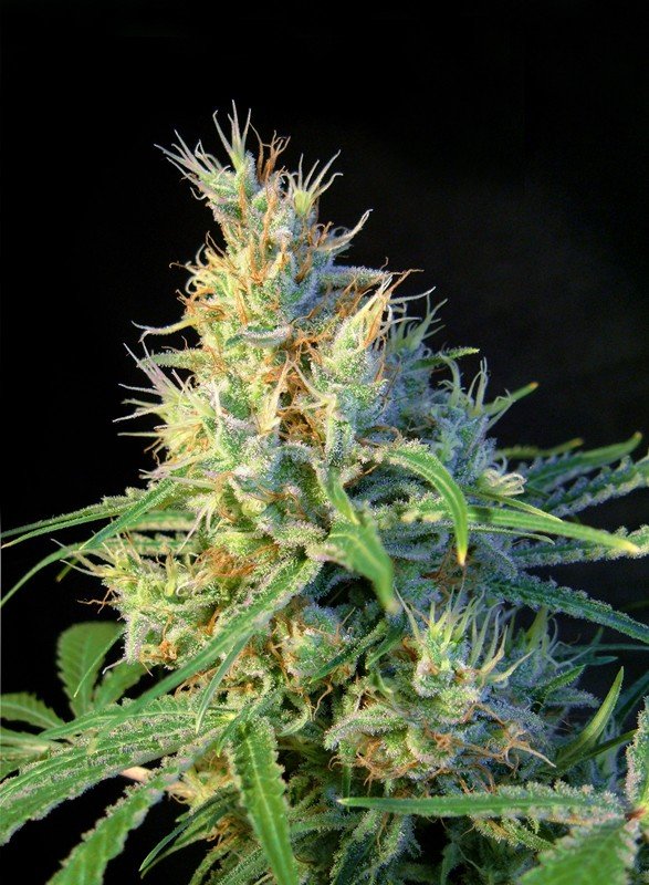 PSICODELICIA STRAIN - SeedySide