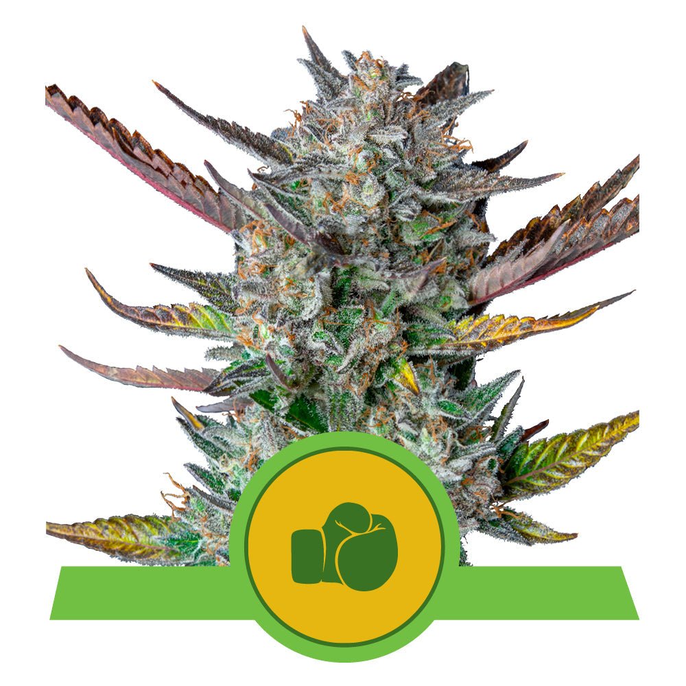 PURPLE PUNCH AUTO STRAIN - SeedySide