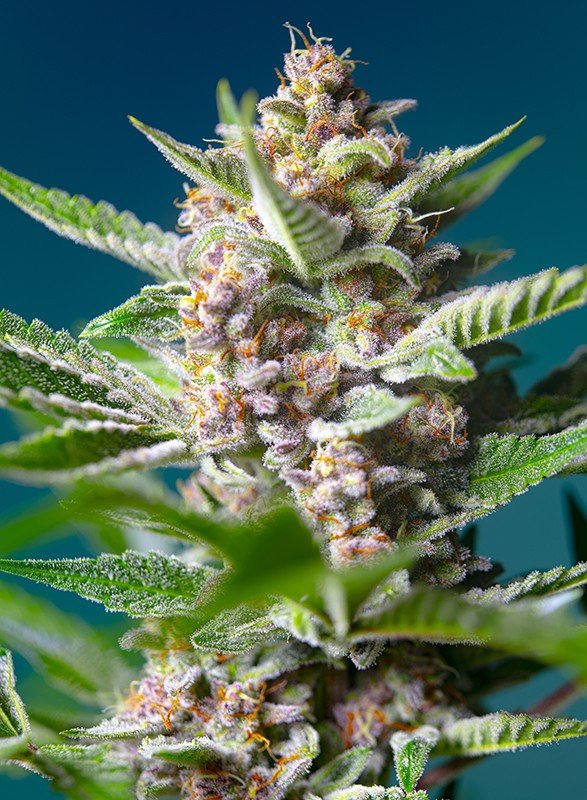 PURPLE PUNCH OG STRAIN - SeedySide