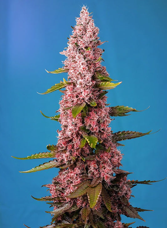 RED HOT COOKIES STRAIN