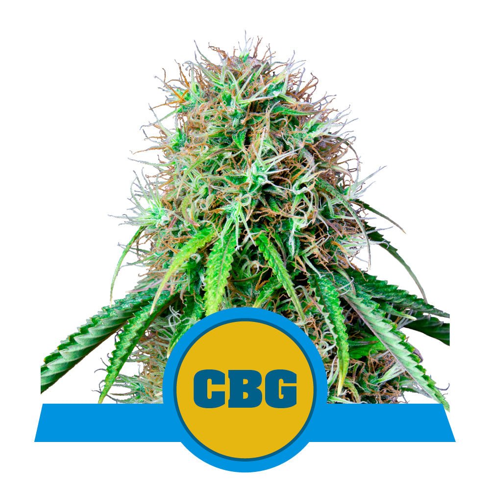 ROYAL CBG AUTO CBD STRAIN - SeedySide