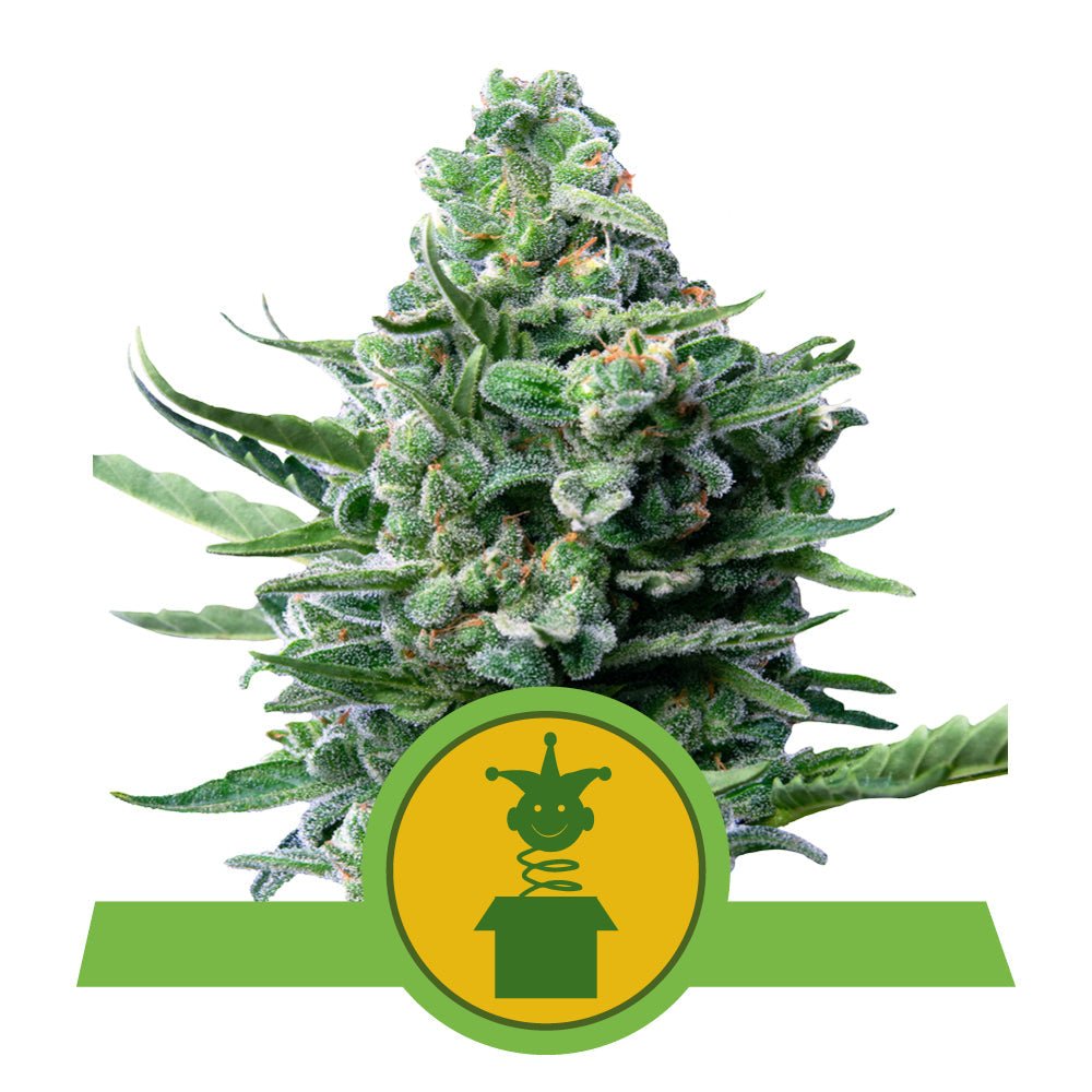 ROYAL JACK AUTO STRAIN - SeedySide