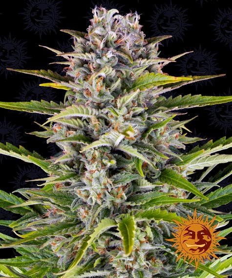 ROYAL QUEEN SEEDS Auto - SeedySide