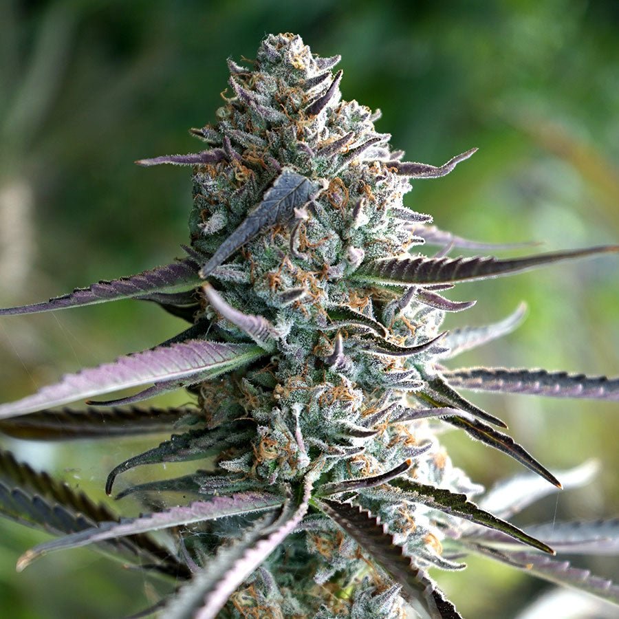 RUNTZ FASTFLOWERING STRAIN - SeedySide