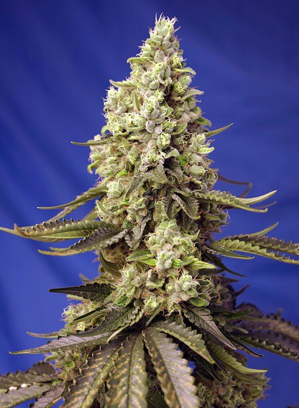RUNTZ XL AUTO STRAIN - SeedySide