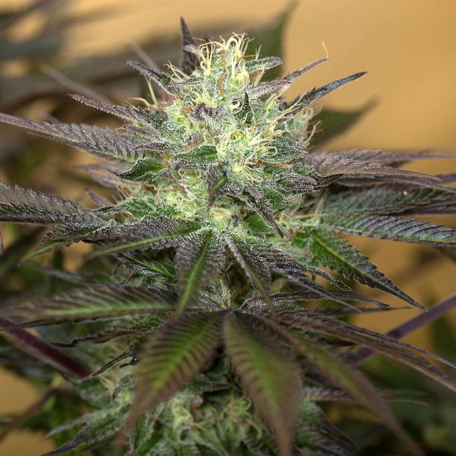 SAPPHIRE OG STRAIN - SeedySide