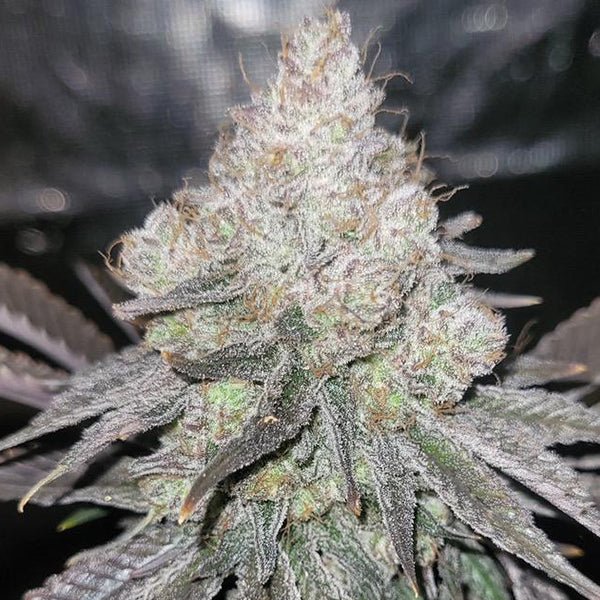SKKRT - BERRY ZUAVA STRAIN - SeedySide