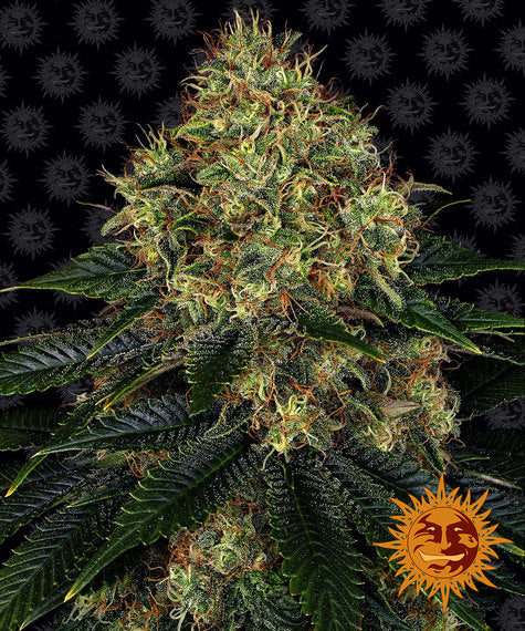 SKYWALKER OG AUTO STRAIN