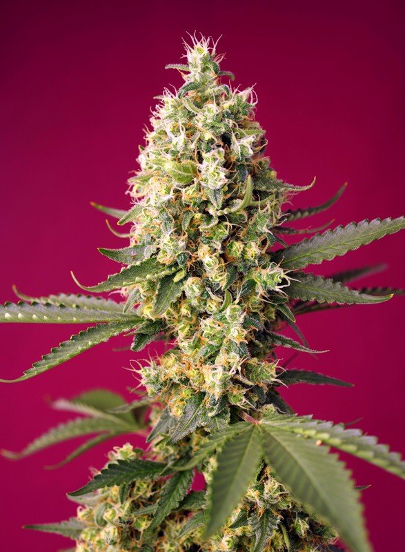 SKYWALKER OG RUNTZ XL AUTO STRAIN - SeedySide