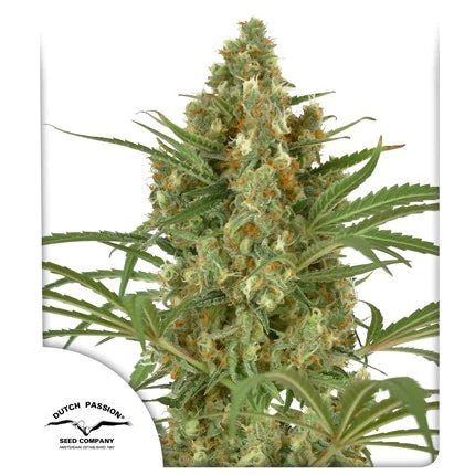 SNOW BUD STRAIN - SeedySide