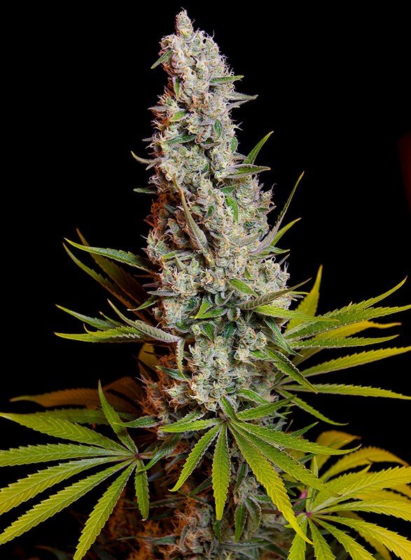 SWEET CHEESE STRAIN - SeedySide