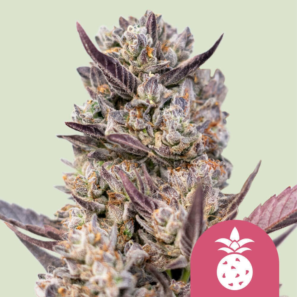 TROPICANA COOKIES PURPLE STRAIN - SeedySide