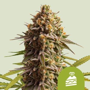 WEDDING CAKE STRAIN - SeedySide