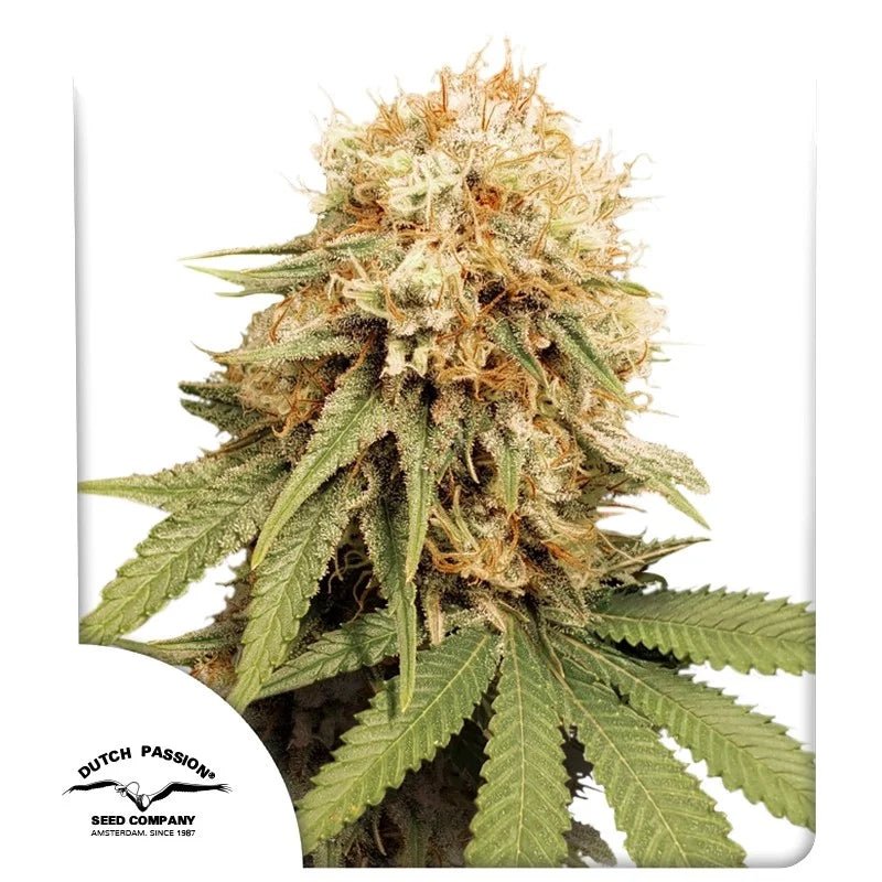 WHITE WIDOW STRAIN - SeedySide