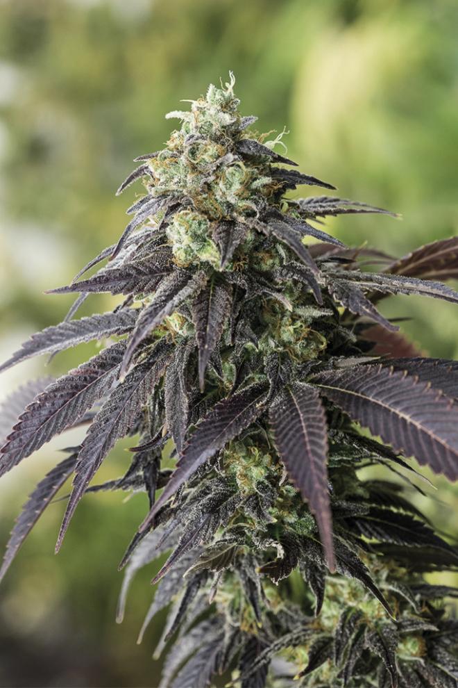 707 HEADBAND STRAIN - SeedySide