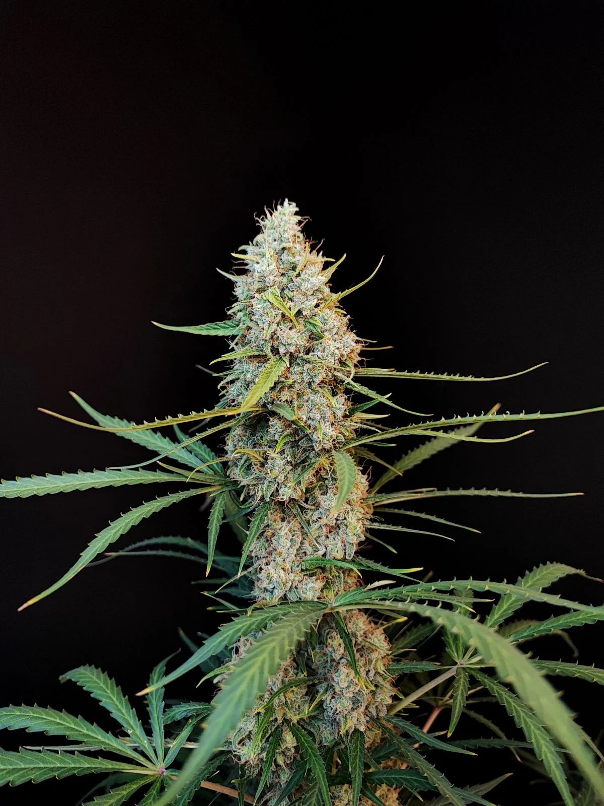 JACK HERER AUTO STRAIN