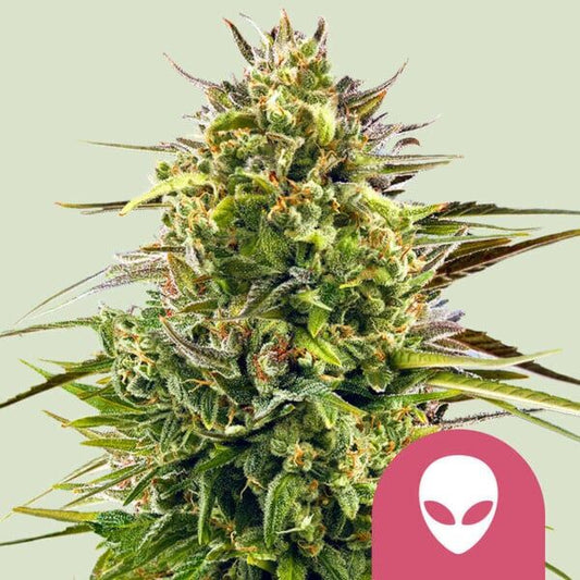 ALIEN OG STRAIN