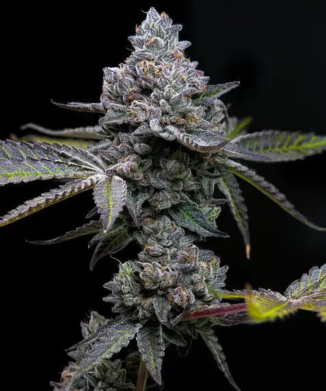 APPLE FRITTER STRAIN