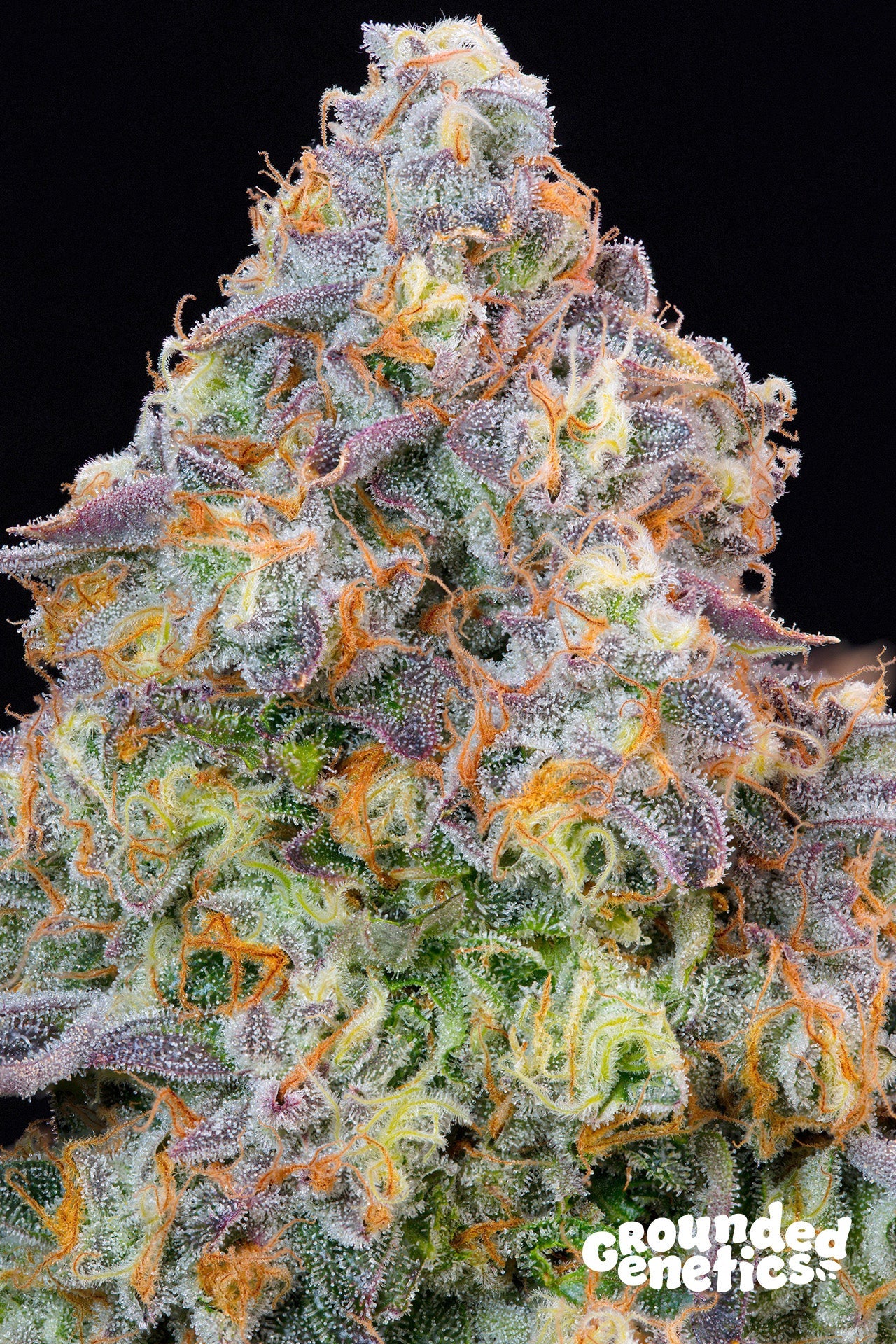 RED HALO STRAIN