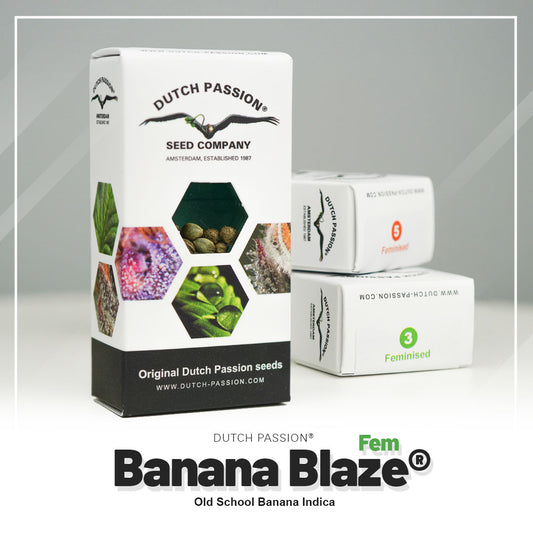 BANANA BLAZE STRAIN