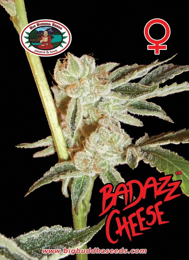 BIG BUDDHA: BADAZZ CHEESE