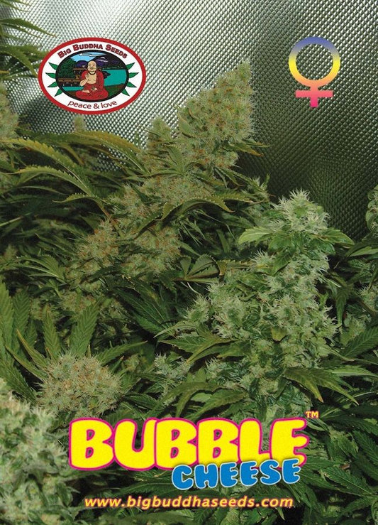 BIG BUDDHA: BUBBLE CHEESE