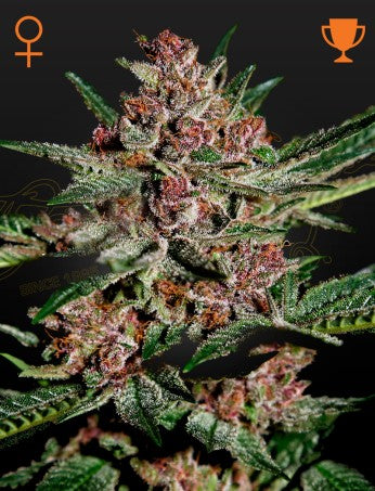 BUBBA KUSH: BUBBLEGUM X KUSH STRAIN