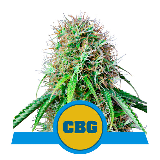 ROYAL CBG AUTO CBD STRAIN