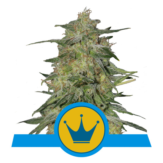 ROYAL HIGHNESS CBD STRAIN