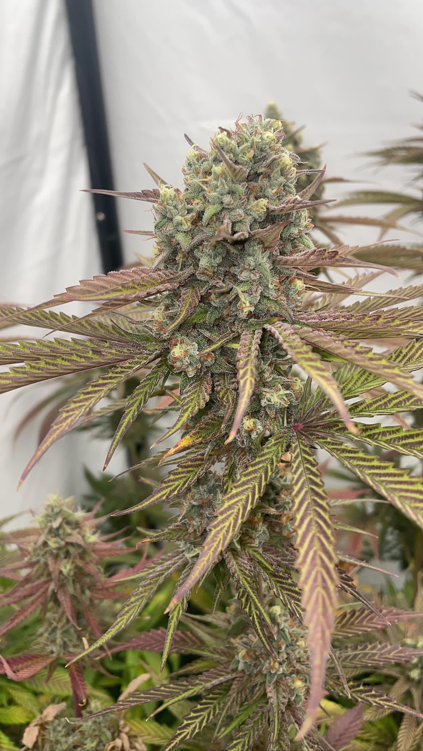 DOUBLE FIRE HEADBAND STRAIN