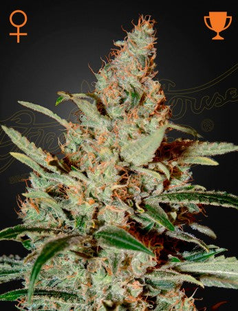 CHEMDOG: OG KUSH X SOUR DIESEL STRAIN