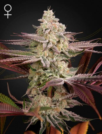 CHEMICAL BRIDE: WEDDING CAKE X CHEMDOG STRAIN