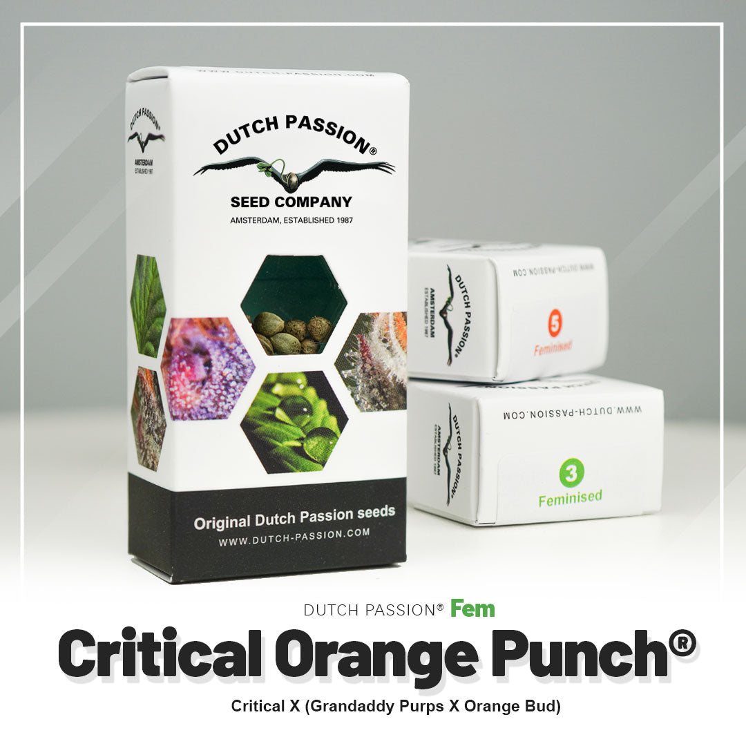 CRITICAL ORANGE PUNCH STRAIN