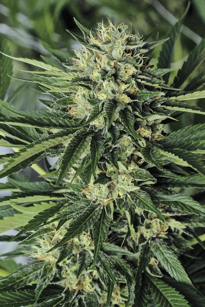 DR GREENTHUMBS EM DOG BY B-REAL