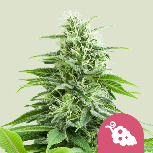 FRUIT SPIRIT STRAIN