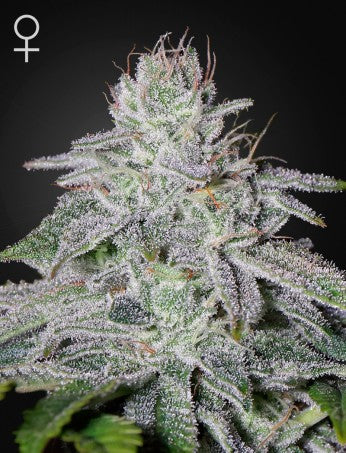 FRANCO'S LEMON CHEESE: SUPER LEMON HAZE X EXODUS CHEESE STRAIN