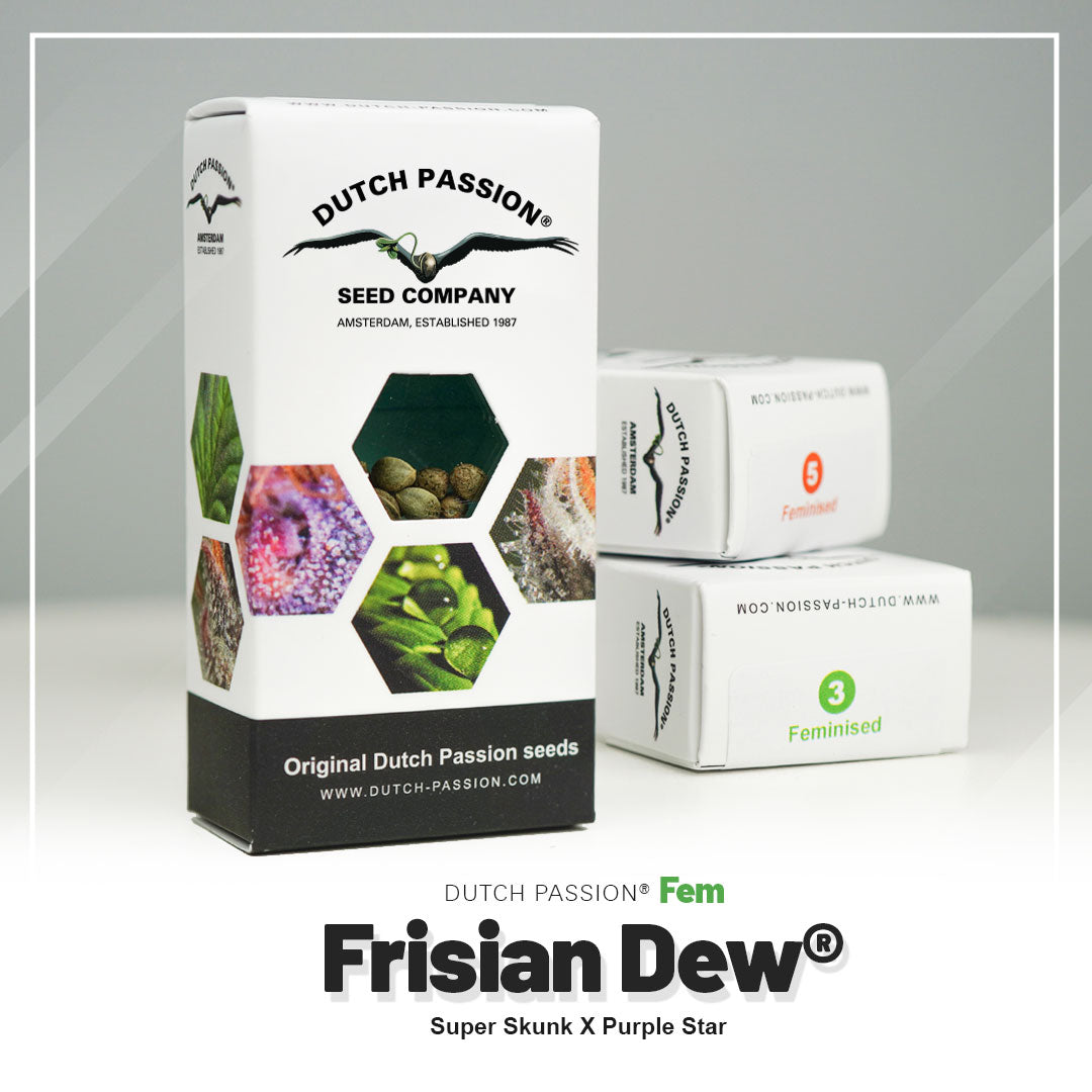 FRISIAN DEW STRAIN