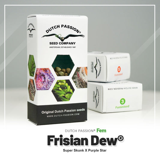 FRISIAN DEW STRAIN