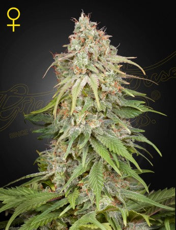 GH AMNESIA: SUPER SILVER HAZE X AFGHAN STRAIN