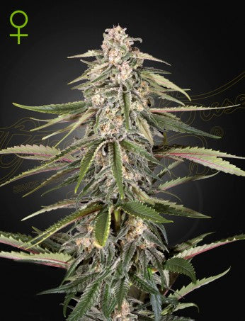 GREEN-O-MATIC: RUDERALIS X MOROCCAN X WHITE DWARF X LOW RIDER STRAIN