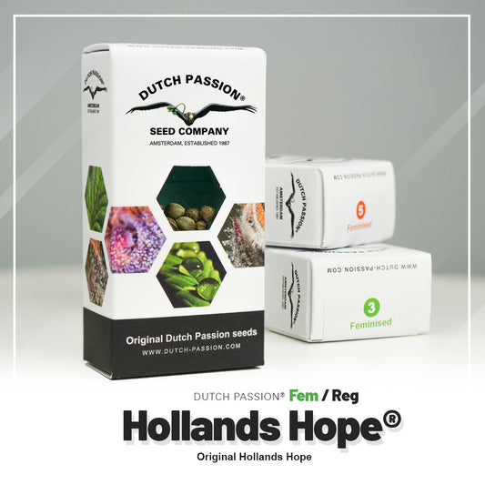 HOLLANDS HOPE STRAIN