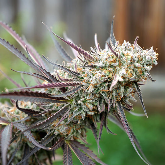 ICE CREAM CAKE FASTFLOWERING STRAIN