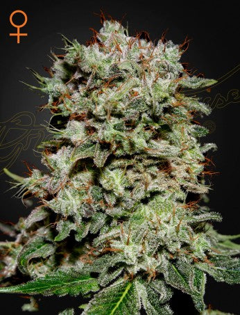 KALASHNIKOVA: AK-47 X WHITE WIDOW STRAIN