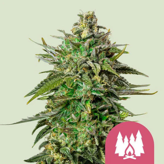 LARRY OG STRAIN