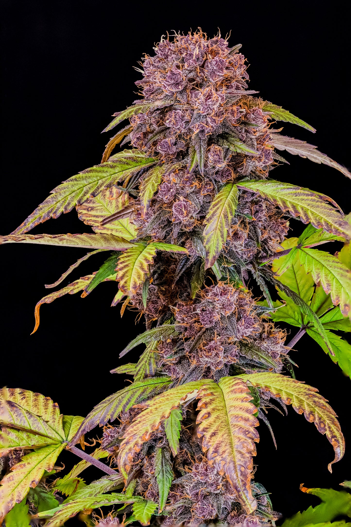 LEMON CHERRY COOKIES AUTO STRAIN